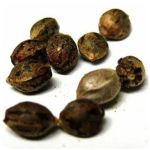 Семена марихуаны АК-47  (Seeds AK-47) в Котельниках